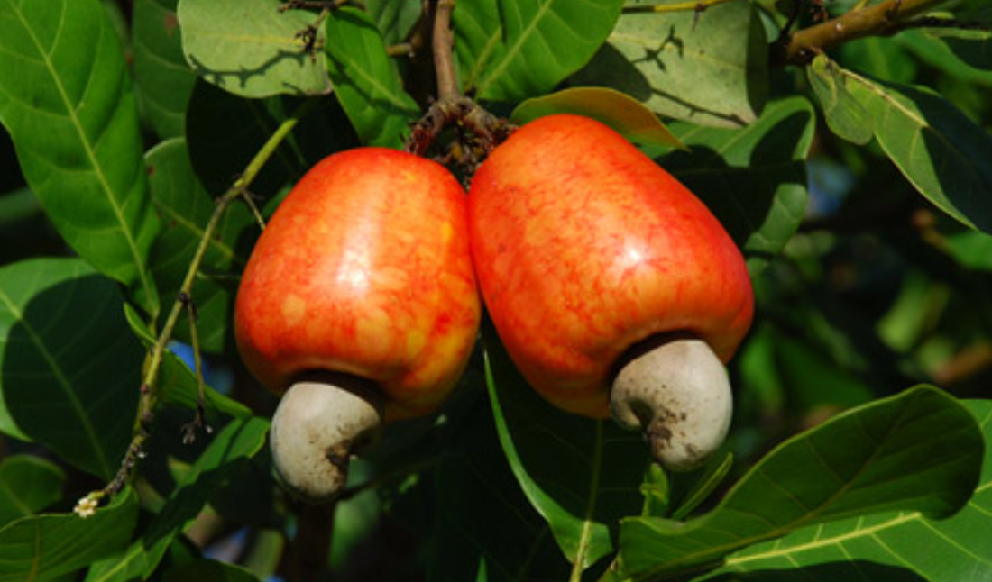 Caju: a fruta que deu nome a Aracaju e viajou o mundo